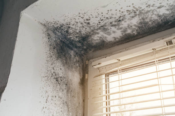 Trusted Basement Mold Remediation service in DeWitt, MI - Cheap Mold Removal