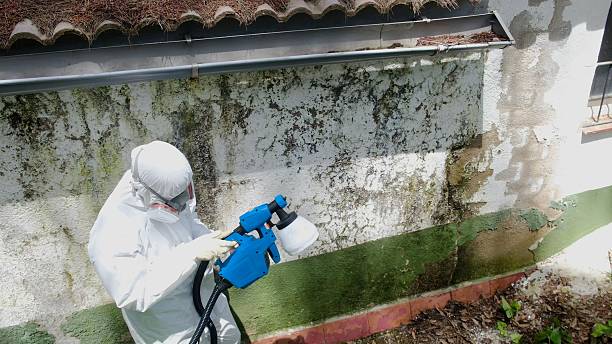 Trusted Black Mold Removal service in DeWitt, MI - Cheap Mold Removal